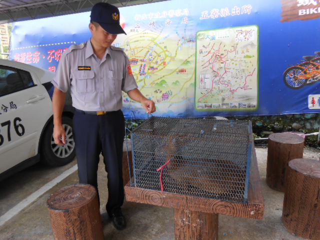 所長緊急聯繫義警民防借用鐵籠，小心翼翼將受傷及驚魂未定的山羌搬上鐵籠帶返所提供飲水及食物